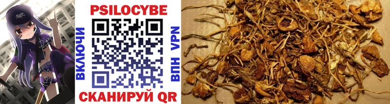 где продают наркотики  Нурлат  Галлюциногенные грибы Psilocybine cubensis 